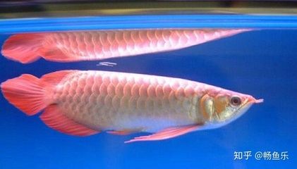 新加坡红龙鱼跟印尼红龙的区别鱼：新加坡红龙鱼与印尼红龙鱼的区别 龙鱼百科 第3张