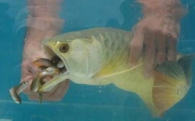 小金龙鱼不吃食怎么回事：金龙鱼不吃食可能是由于水质问题引起的