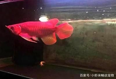 养9条龙鱼要多大的缸：如何选择龙鱼缸？