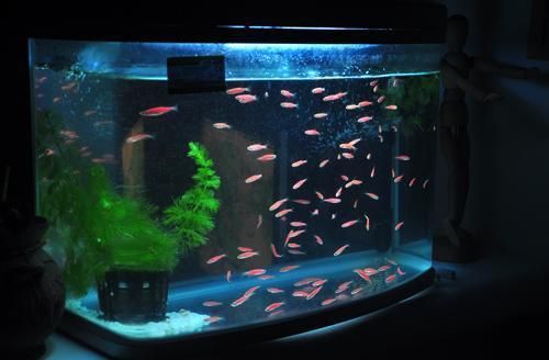 养龙鱼鱼缸灯最适合放在什么位置好：养龙鱼用顶灯还是侧灯好？ 龙鱼百科 第3张
