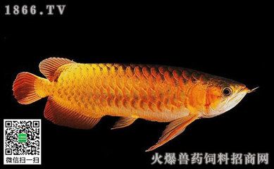 怎样养红龙鱼体型好一点儿：红龙鱼的饲养技巧，
