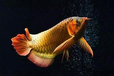 印尼红龙鱼怎么养殖的视频：印尼红龙鱼的养殖文字信息：印尼红龙鱼的养殖方法