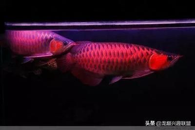 龙鱼用黄灯好还是白灯好：金龙鱼饲养过程中灯光的选择是非常重要的，适当的灯光选择 龙鱼百科