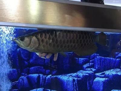 野生金龙鱼价格：一条1.5公斤重的金龙鱼可以卖到18万元天价