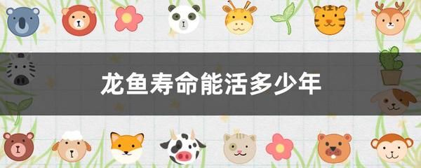 怎么样才能养好龙鱼苗：养好龙鱼苗需要注意以下几个方面的含量以遭遇不策