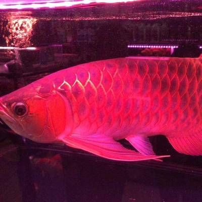养金龙鱼用什么灯光比较好：金龙鱼灯光选择指南金龙鱼的繁殖技巧金龙鱼的繁殖技巧 龙鱼百科 第3张