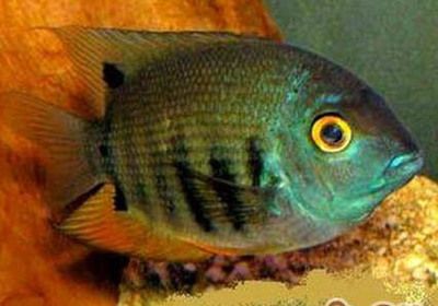 印尼红龙鱼怎么养的大：印尼红龙鱼的饲养方式 龙鱼百科 第1张