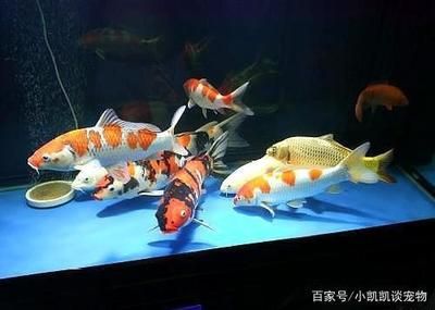 水族器材滤材批发：水族器材滤材批发是指商家大批量销售水族器材和滤材的行为