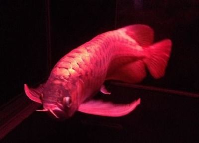 印尼赤血红龙鱼在池塘,怎么养殖：印尼赤血红龙鱼在池塘中的养殖方法 龙鱼百科 第2张
