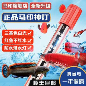 马印水族批发：广东马印国际贸易有限公司