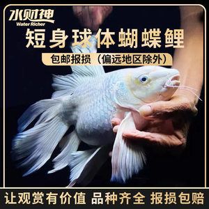 有没有冷水龙鱼苗：冷水鱼鱼苗供应基地的发展 龙鱼百科 第3张