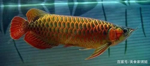 那个金龙鱼品种最好：金龙鱼品种分类 龙鱼百科 第3张