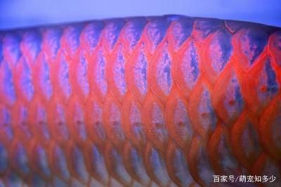 小龙鱼有刺吗？：dragonetfish/小龙鱼烹饪方法 龙鱼百科 第1张