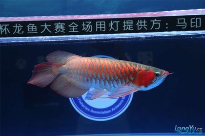 祥龙龙鱼专用水族灯：祥龙品牌的龙鱼专用水族灯 龙鱼百科 第1张