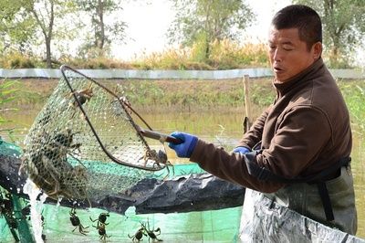 小龙鱼苗吃什么食物好：如何喂养小龙鱼苗 龙鱼百科 第3张