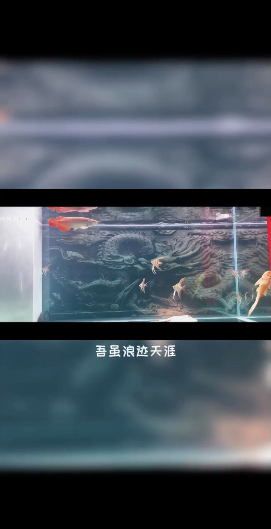 都说不能混养，我不信：龙鱼玩伴,昆weixin001 观赏鱼论坛