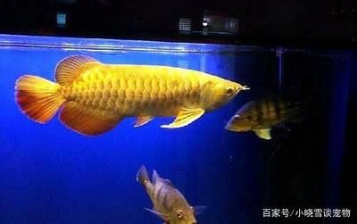 广州祥龙国际水族贸易批发：广州祥龙国际水族贸易批发的货源基地位于广州市荔湾区中南街海中一路东约19号