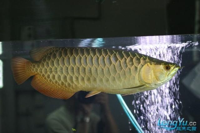 印尼小红龙鱼价格多少钱一条：印尼小红龙鱼价格 龙鱼百科 第1张