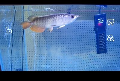 印尼小红龙鱼价格多少钱一条：印尼小红龙鱼价格 龙鱼百科 第3张