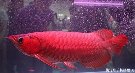 最贵的红龙鱼：世界上曾卖出最贵的观赏鱼
