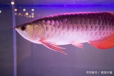 水族馆加盟001祥龙鱼场：水族馆加盟001祥龙鱼场的优势 龙鱼百科 第2张