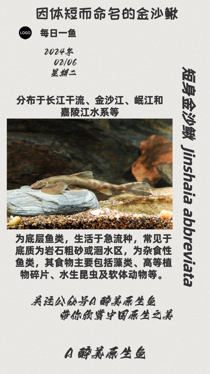 短身金沙鳅：分布长江干流，金沙江等金沙江等，金沙江等 观赏鱼论坛