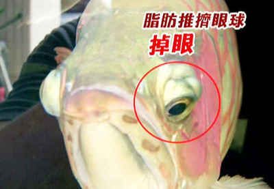 龙鱼做掉眼手术失败会怎么样：龙鱼掉眼手术失败会带来什么影响 龙鱼百科 第2张