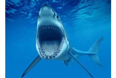 鲨鱼能和金龙鱼一起养吗：鲨鱼和金龙鱼混养的注意事项 龙鱼百科 第2张