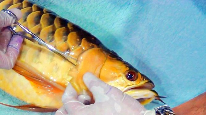 为什么要给金龙鱼做手术吃：金龙鱼手术后的护理