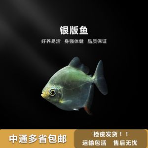 银板鱼能和龙鱼混养吗：银板鱼和龙鱼可以混养吗？