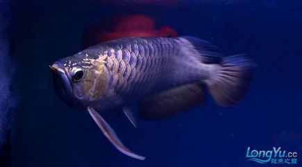 紫底金龙鱼：关于紫底金龙鱼的一些详细信息 龙鱼百科 第3张