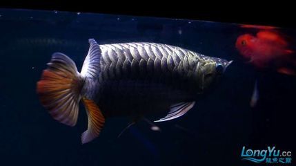 紫底金龙鱼：关于紫底金龙鱼的一些详细信息 龙鱼百科 第2张