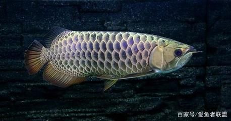 紫底金龙鱼：关于紫底金龙鱼的一些详细信息 龙鱼百科 第1张