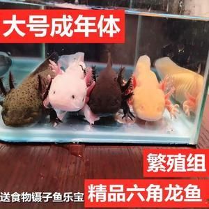 有没有冷水龙鱼养：冷水龙鱼可以冷水养殖吗？ 龙鱼百科 第3张