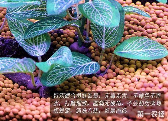 养龙鱼人能铺陶粒吗：养龙鱼的人在选择陶粒作为铺底材料时，可能会考虑使用陶粒 龙鱼百科 第2张