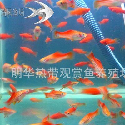 祥龙鱼场龙鱼批发：马来西亚祥龙鱼场 龙鱼百科 第1张