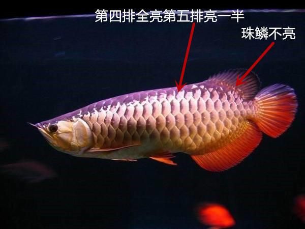 野生三间鱼和红龙鱼混养行不行：野生三间鱼和红龙鱼可以混养吗？