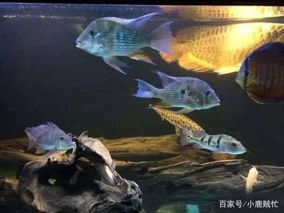 银板鱼可以和龙鱼混养嘛视频：红眼白子银板鱼是可以和龙鱼混养的，但需要注意什么 龙鱼百科 第3张