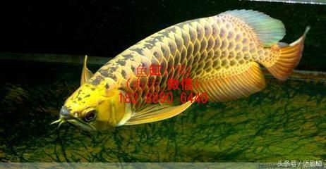 绿底红龙鱼什么品种好养：如何正确饲养绿底红龙鱼