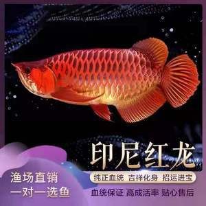 什么是大湖鱼红龙鱼：大湖鱼红龙鱼是一种特殊的外观和饲养难度的红龙鱼 龙鱼百科 第3张