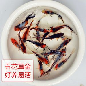 龙鱼饲料鱼用什么鱼好：龙鱼饲料品牌和规格，