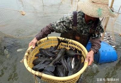 水族主题相关批发：水族批发市场有哪些？