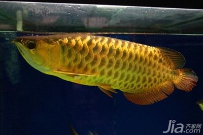 鱼缸金龙鱼：关于金龙鱼的养护指南 龙鱼百科 第2张