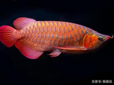 最漂亮的红龙鱼品种是什么：maigoo十大最漂亮的龙鱼品种3863龙鱼品种3863龙鱼 龙鱼百科 第1张