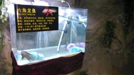 龙鱼之家水族馆：晋江龙鱼之家水族馆