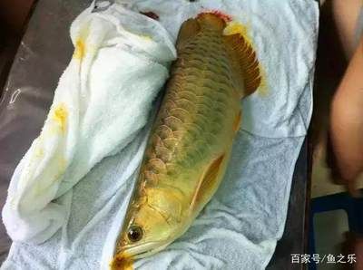 龙鱼下黄粉后几天换水：关于龙鱼下黄粉后几天换水的问题 龙鱼百科 第3张