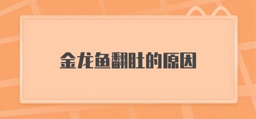 金龙鱼突然翻肚：金龙鱼突然翻肚是什么原因