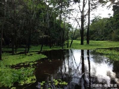 野生龙鱼生活环境特征：野生龙鱼的生存特点