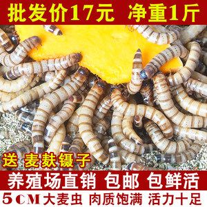 养殖金龙鱼多少钱一条啊：养殖金龙鱼的具体价格