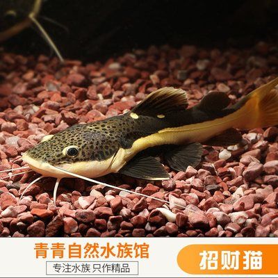 龙鱼招财猫鱼混养怎样喂食：混养龙鱼和招财猫鱼混养喂食的建议龙鱼和招财猫鱼混养喂食 龙鱼百科 第3张